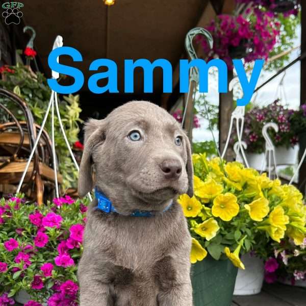 Sammy, Silver Labrador Retriever Puppy